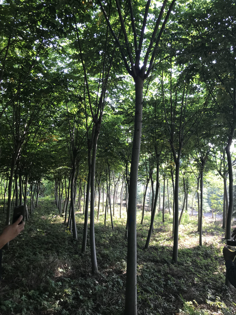 栾树苗价格，栾树价格，南栾价格，栾树地理价格