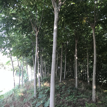 栾树苗价格，栾树价格，南栾价格，栾树地理价格