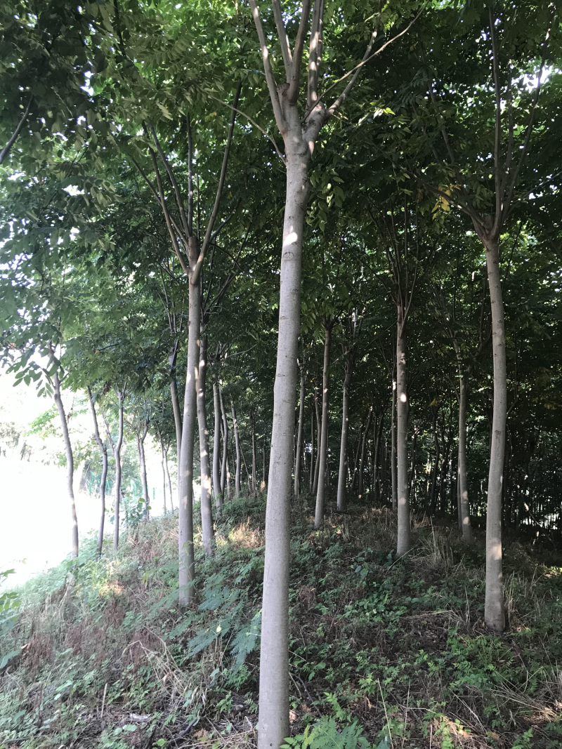 栾树苗价格，栾树价格，南栾价格，栾树地理价格