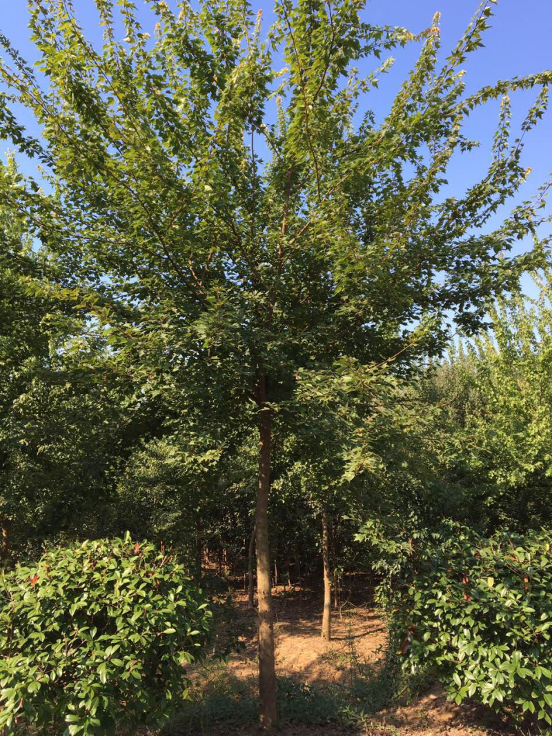 三角枫价格，枫树季节，三角枫，南京三角枫价格