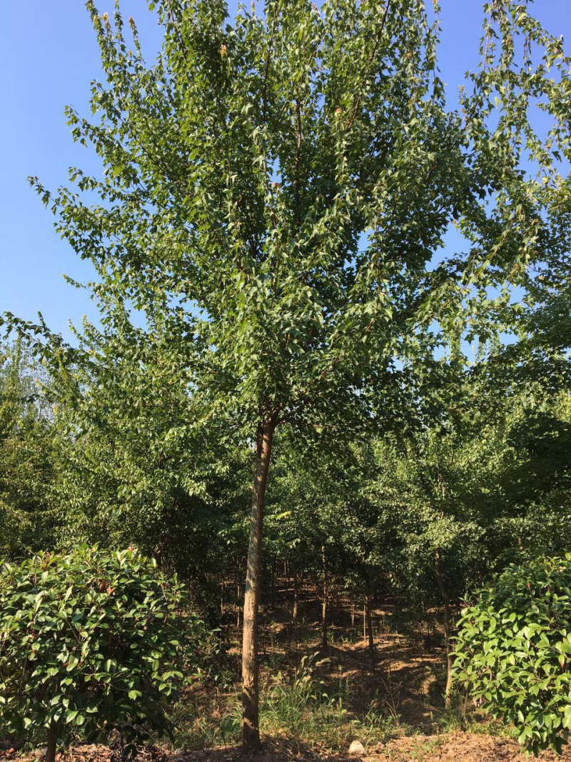 三角枫价格，枫树季节，三角枫，南京三角枫价格