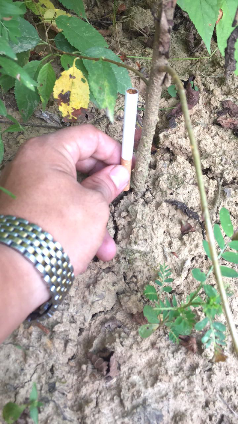 樱桃砧木大青叶，山樱质量保证