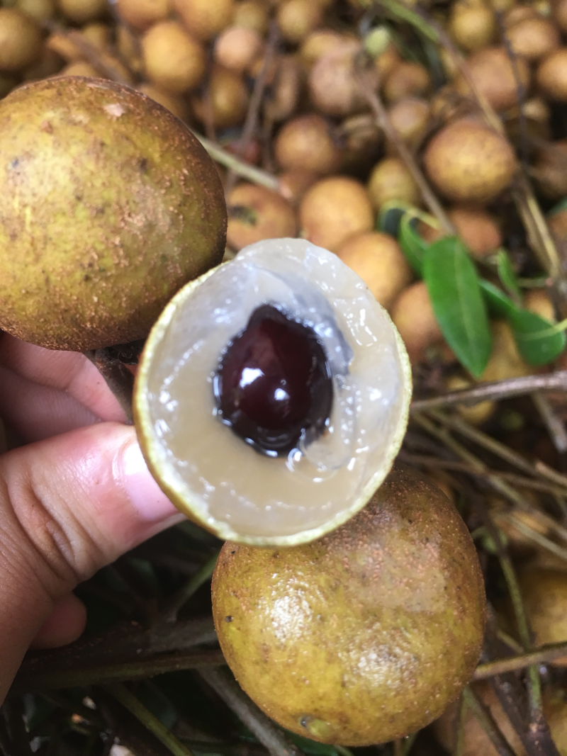 桂圆干