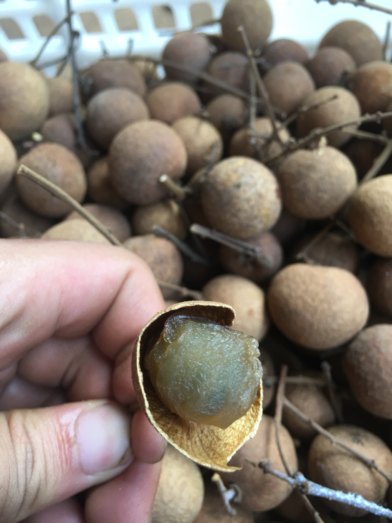 桂圆干