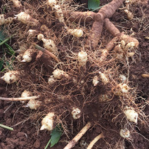 农户新鲜玉竹，有机化肥种植