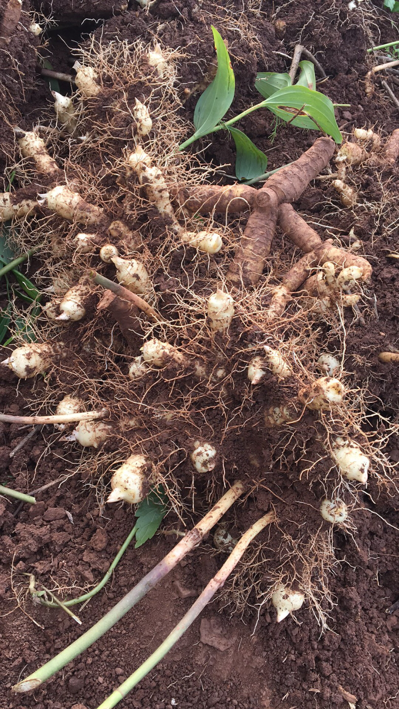 农户新鲜玉竹，有机化肥种植