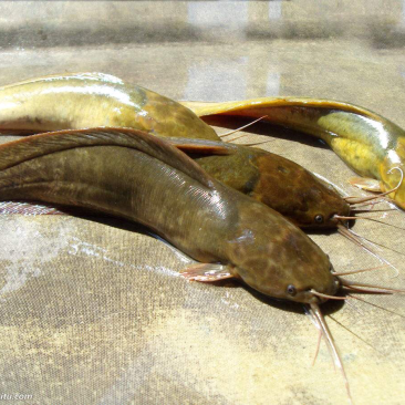 土塘角鱼苗,胡子鯰鱼苗,三黄土塘角苗,本地塘角鱼苗,