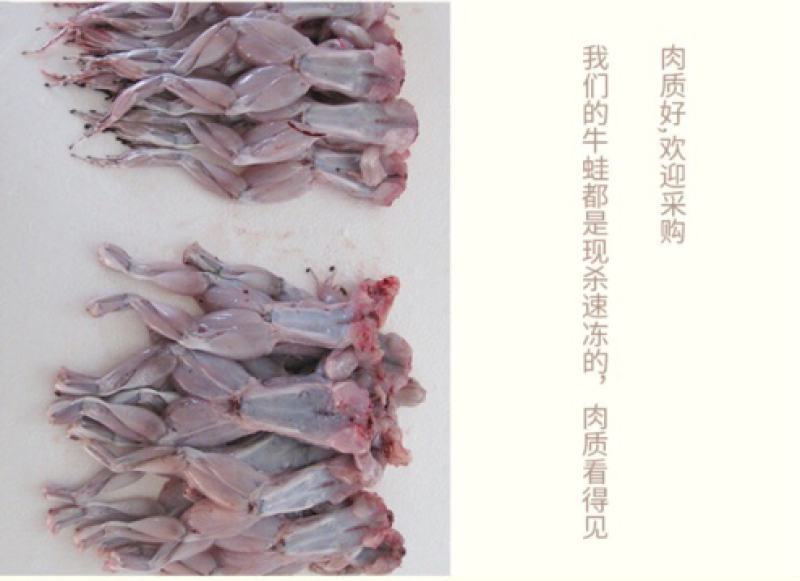 厂家直销真空冷冻牛蛙水产品批发特种养殖牛蛙冷冻