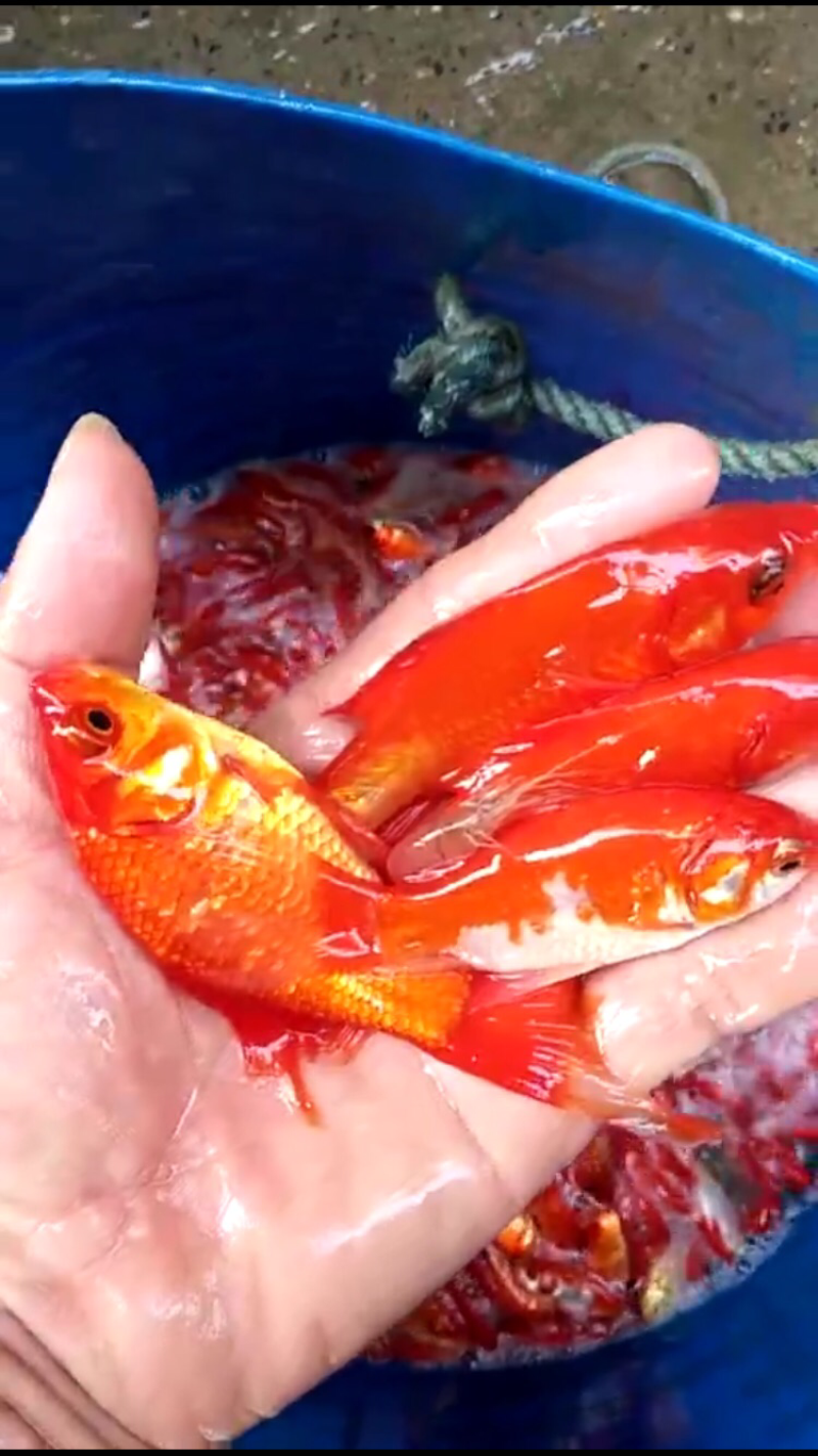 红鲤鱼苗，兴国红鲤鱼苗，鲤鱼苗，金背鲤鱼苗，裸鲤鱼苗