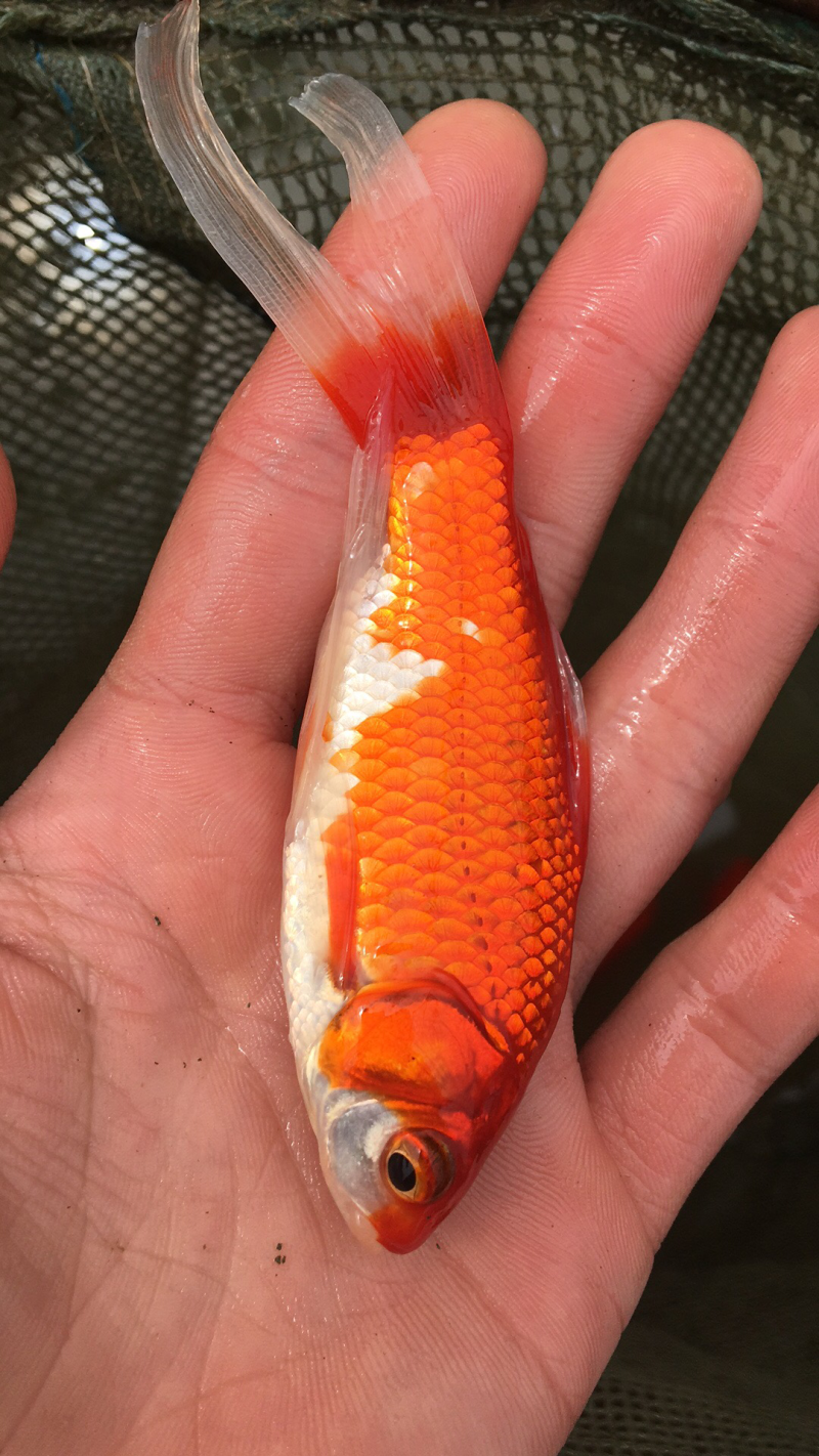 红鲤鱼苗，兴国红鲤鱼苗，鲤鱼苗，金背鲤鱼苗，裸鲤鱼苗