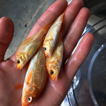 红鲤鱼苗,兴国红鲤鱼苗,鲤鱼苗,金背鲤鱼苗,裸鲤鱼苗