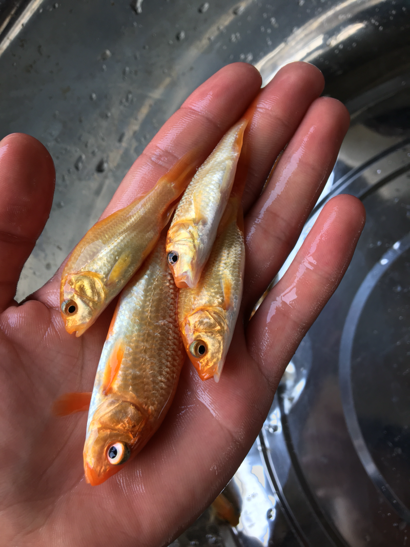 红鲤鱼苗，兴国红鲤鱼苗，鲤鱼苗，金背鲤鱼苗，裸鲤鱼苗