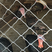黑火鸡成年火鸡尼古拉火鸡鸡苗一年可长50斤