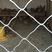 黑火鸡成年火鸡尼古拉火鸡鸡苗一年可长50斤