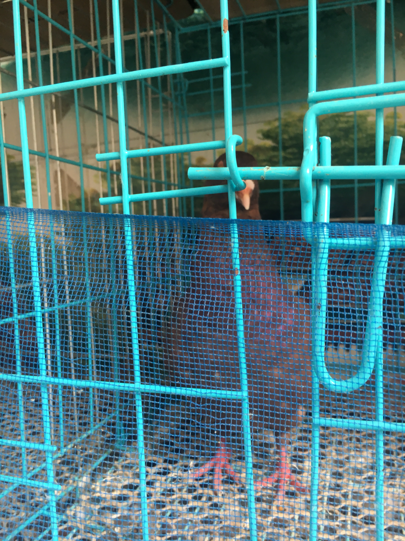 肉鸽元宝鸽观赏鸽青年鸽白雨王多少钱一只