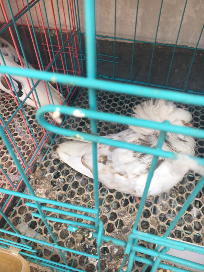 肉鸽元宝鸽观赏鸽青年鸽白雨王多少钱一只