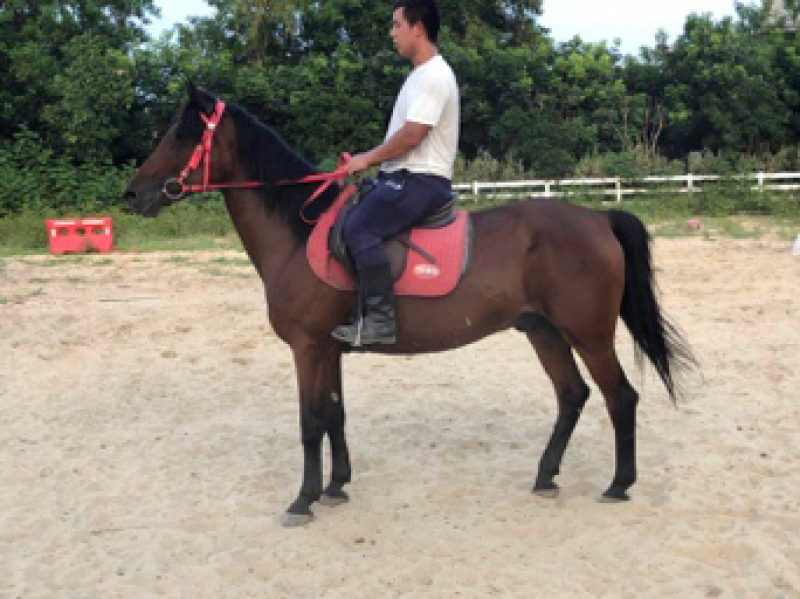 骑乘马小矮马景区骑乘马马匹都什么的价格