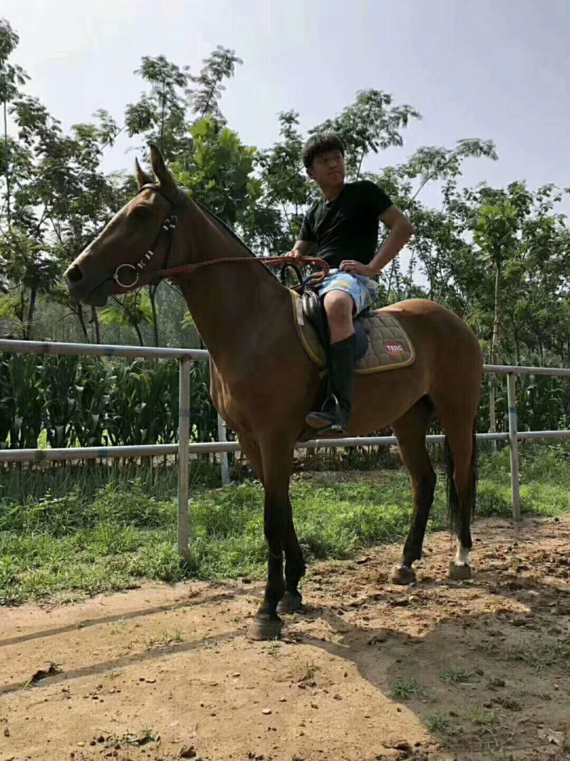 骑乘马小矮马景区骑乘马马匹都什么的价格