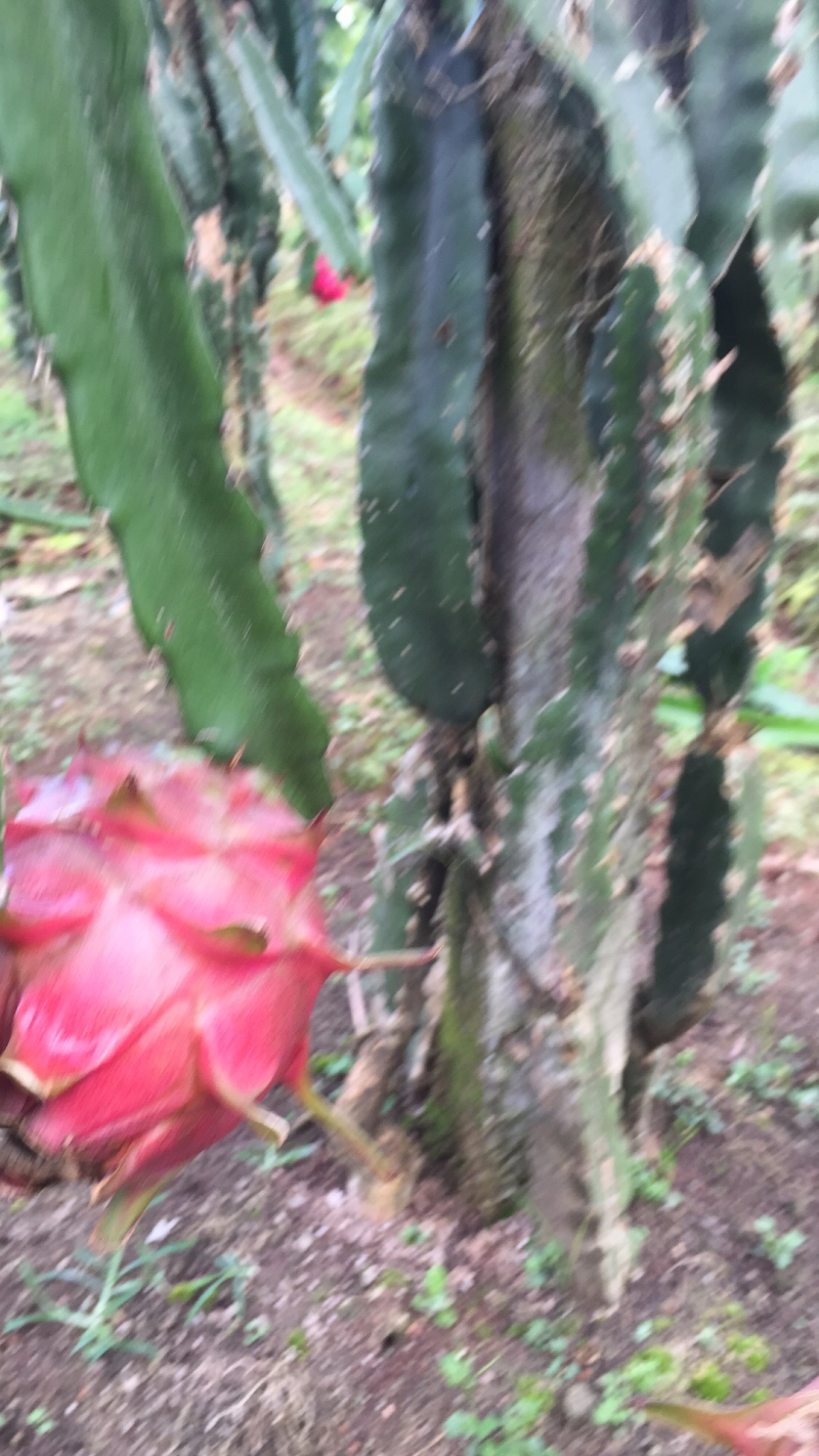 火龙果