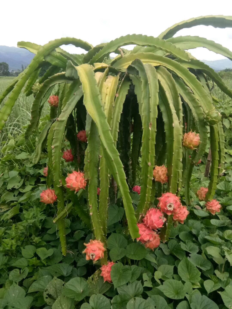 火龙果