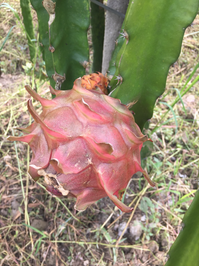 火龙果