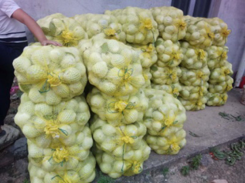 白心番石榴台湾珠珍番石榴芭乐热带水果批发