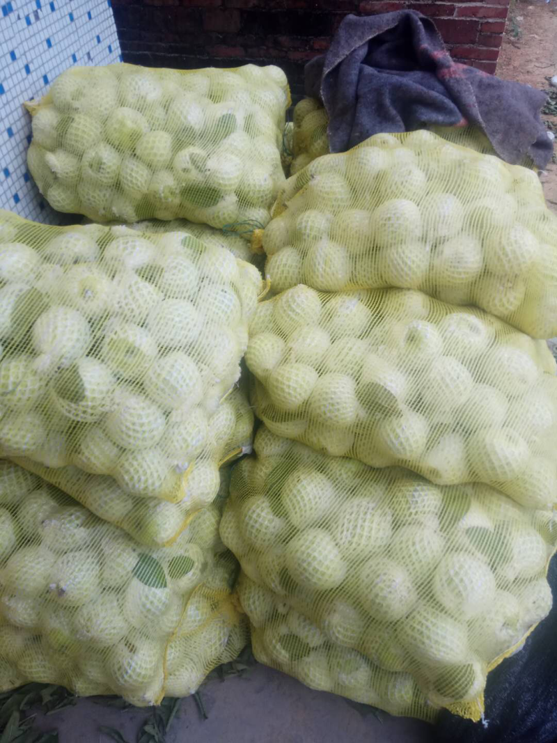 白心番石榴台湾珠珍番石榴芭乐热带水果批发