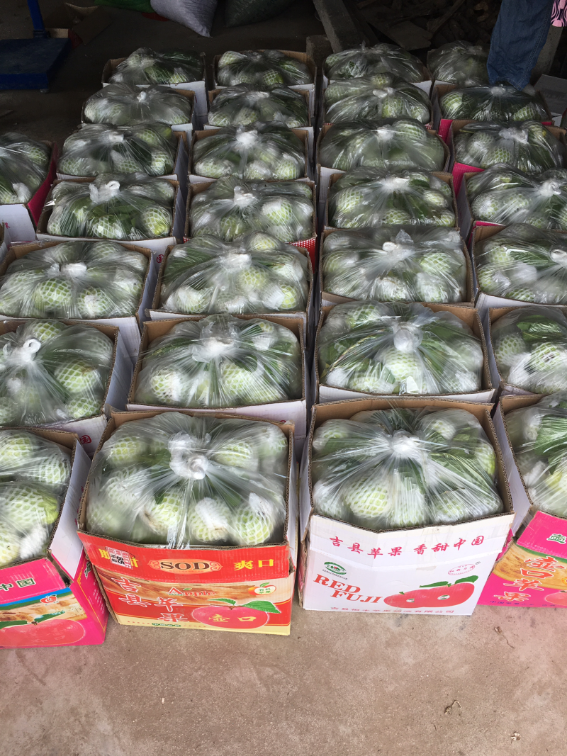 白心番石榴台湾珠珍番石榴芭乐热带水果批发