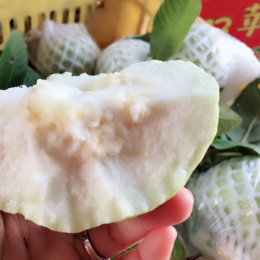 白心番石榴台湾珠珍番石榴芭乐热带水果批发