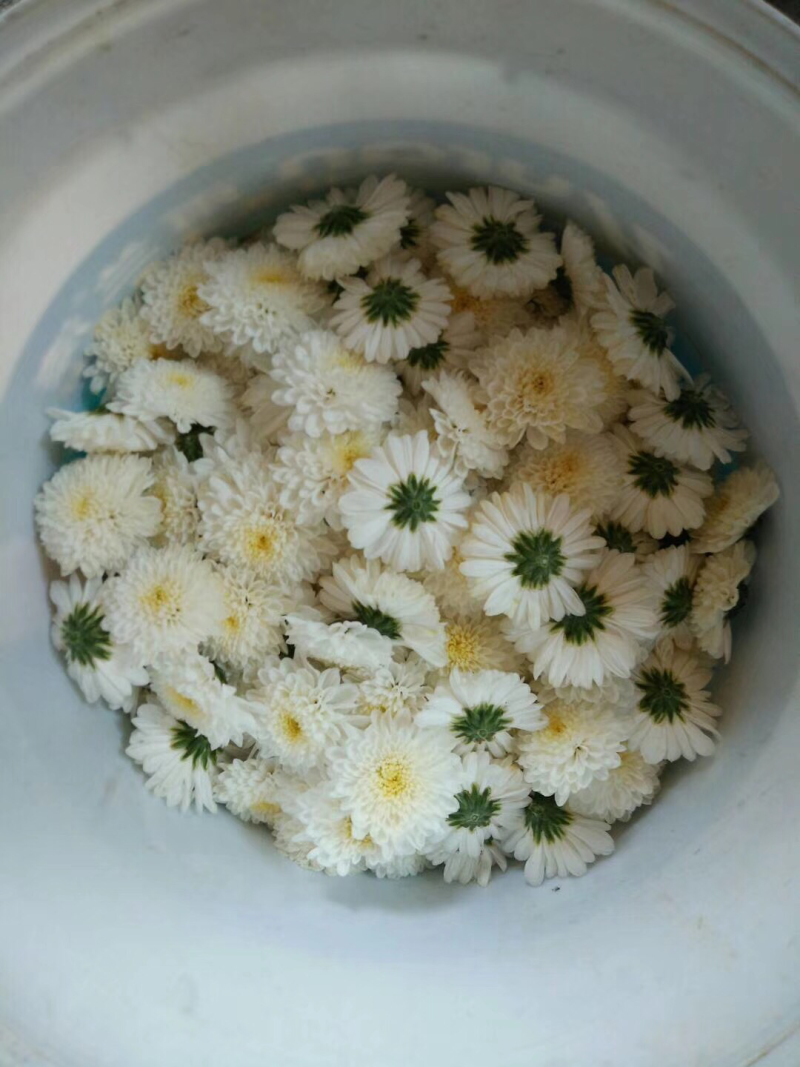 特级七月菊基地直发批发零售