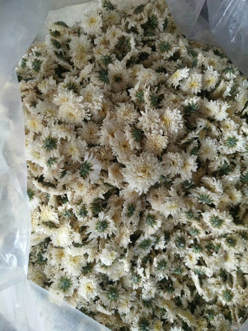 特级七月菊基地直发批发零售