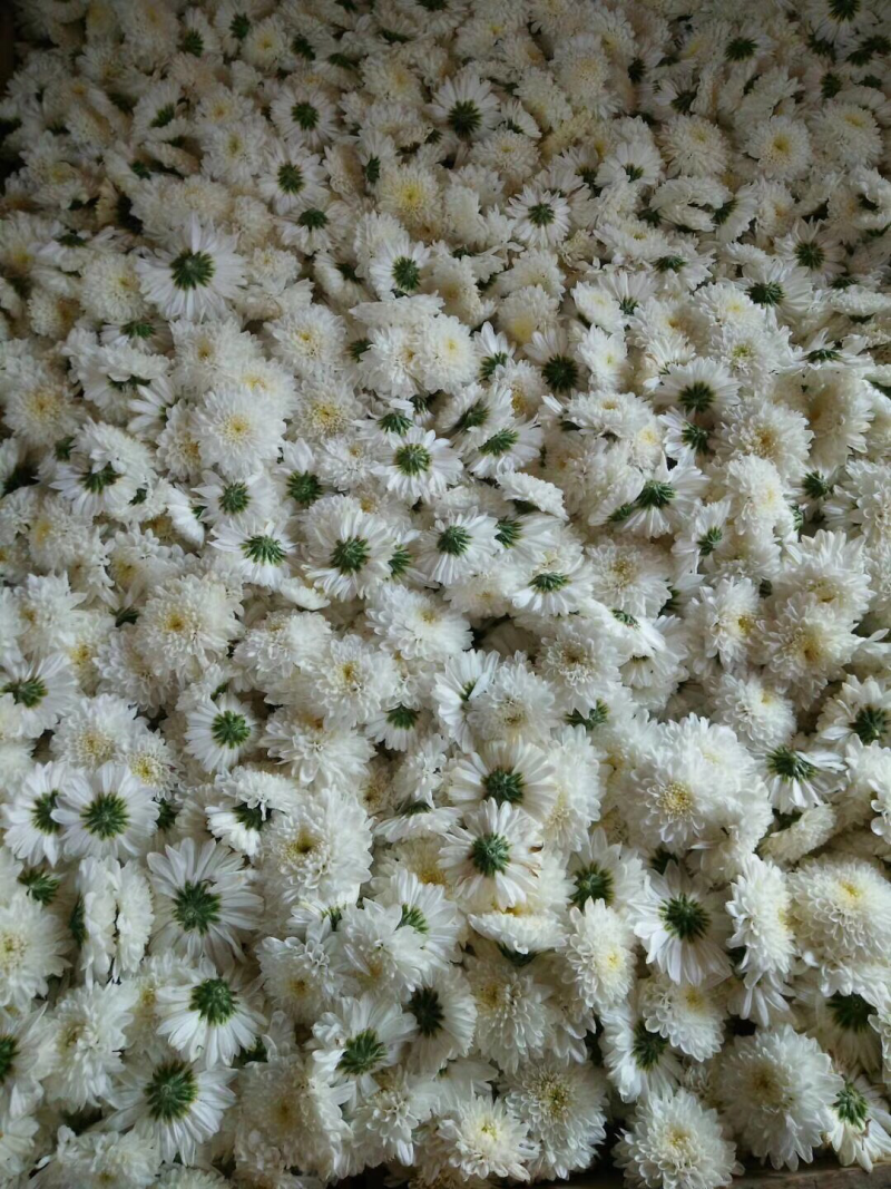 特级七月菊基地直发批发零售