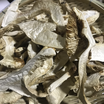 松茸干片