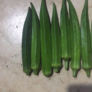精品黄秋葵10至12厘米
