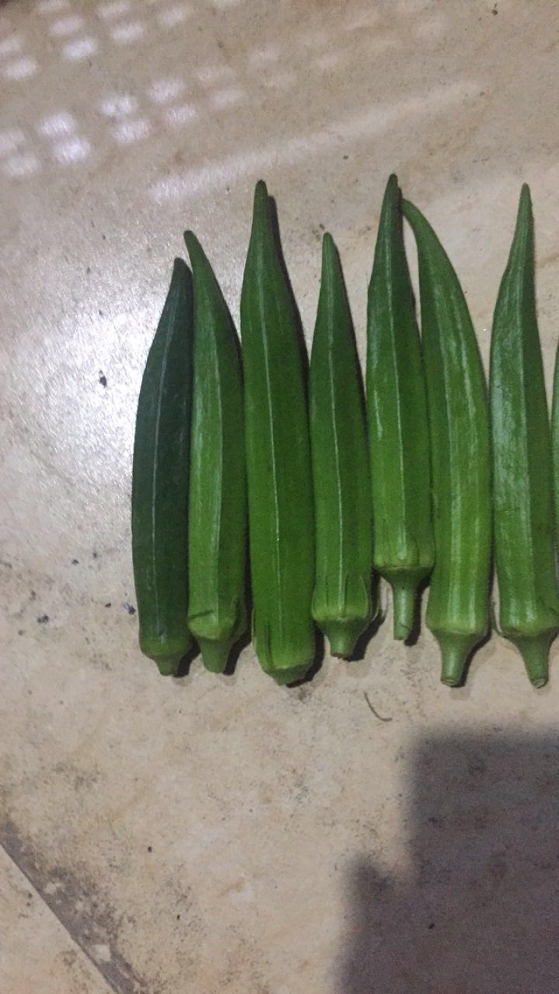 精品黄秋葵10至12厘米