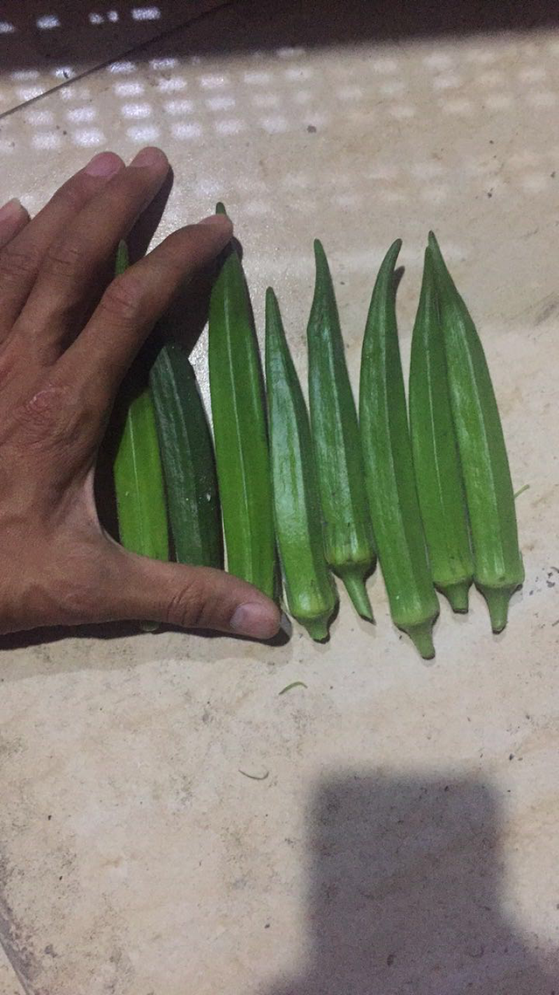 精品黄秋葵10至12厘米