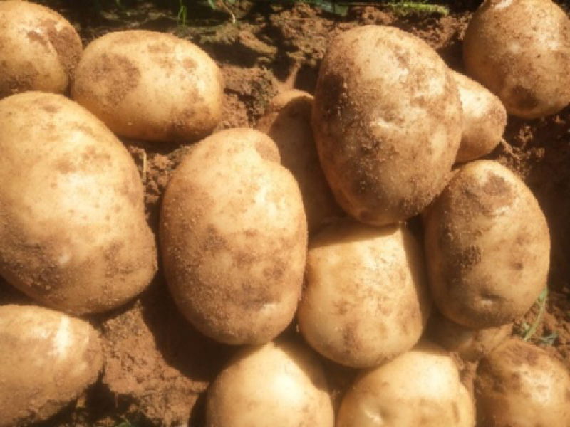 沙地土豆质量好颜色薯形好内基地直