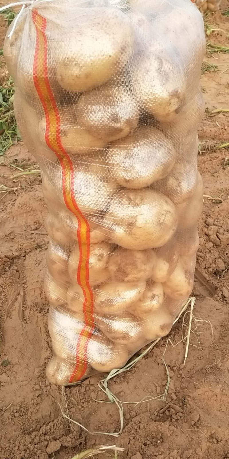 沙地土豆质量好颜色薯形好内基地直