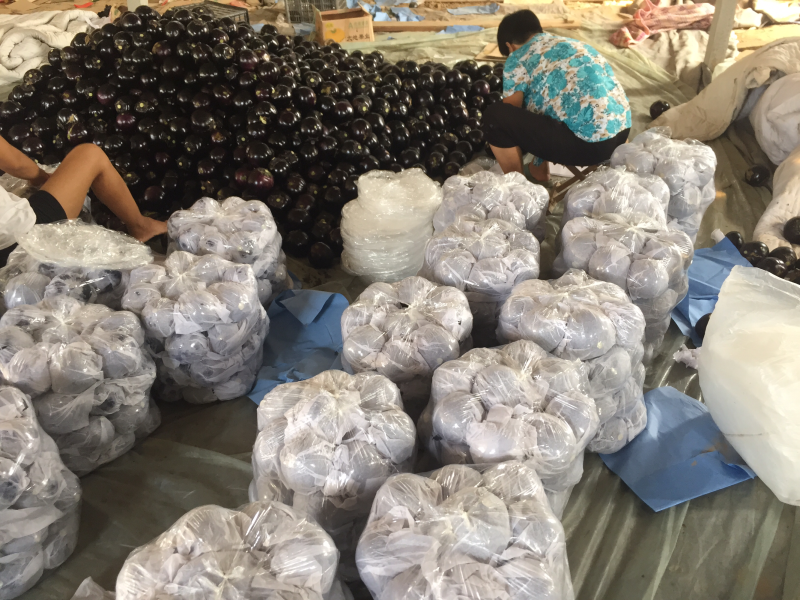 需求紫光圆茄的来看看，质优价廉，欢迎各位老板前来考察