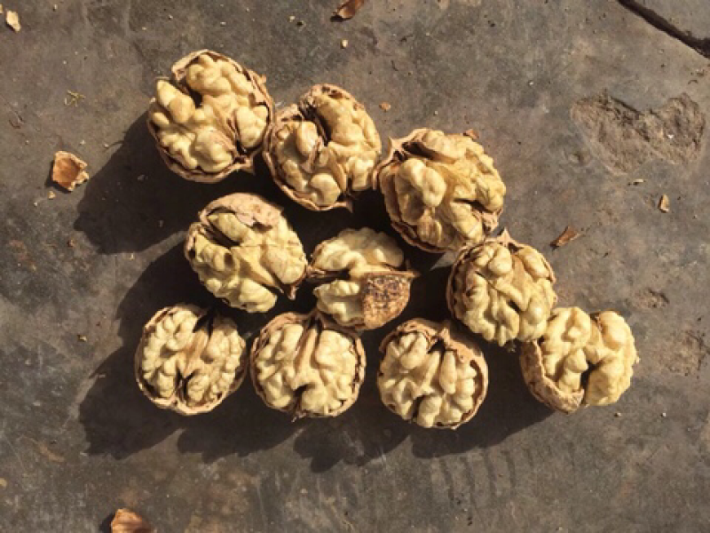 云南原味大仁干果核桃