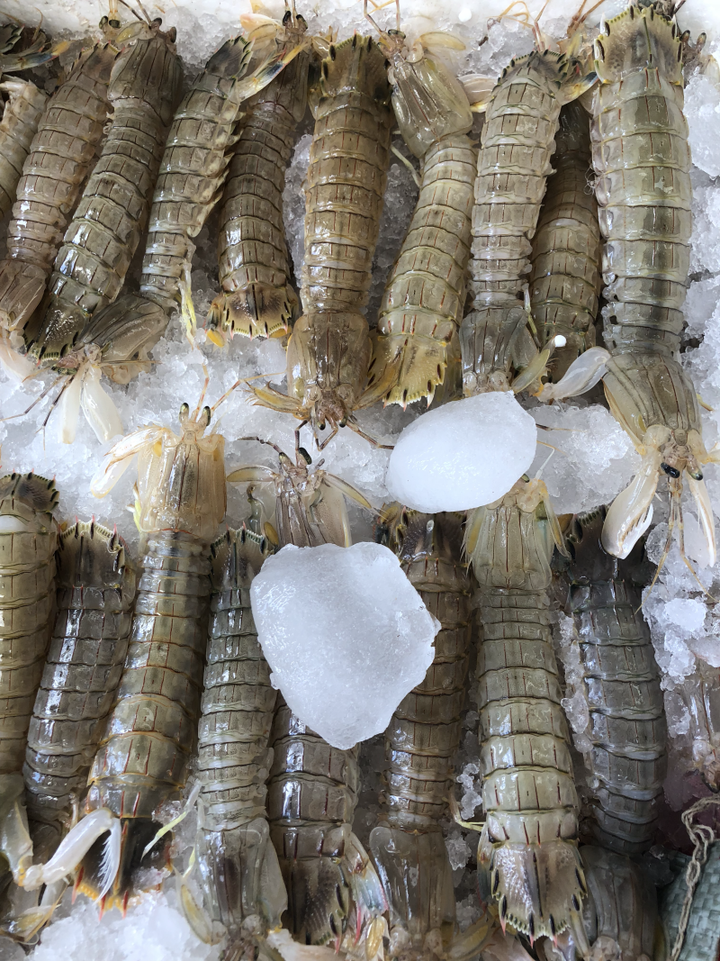 各种海鲜批发，全国可供应