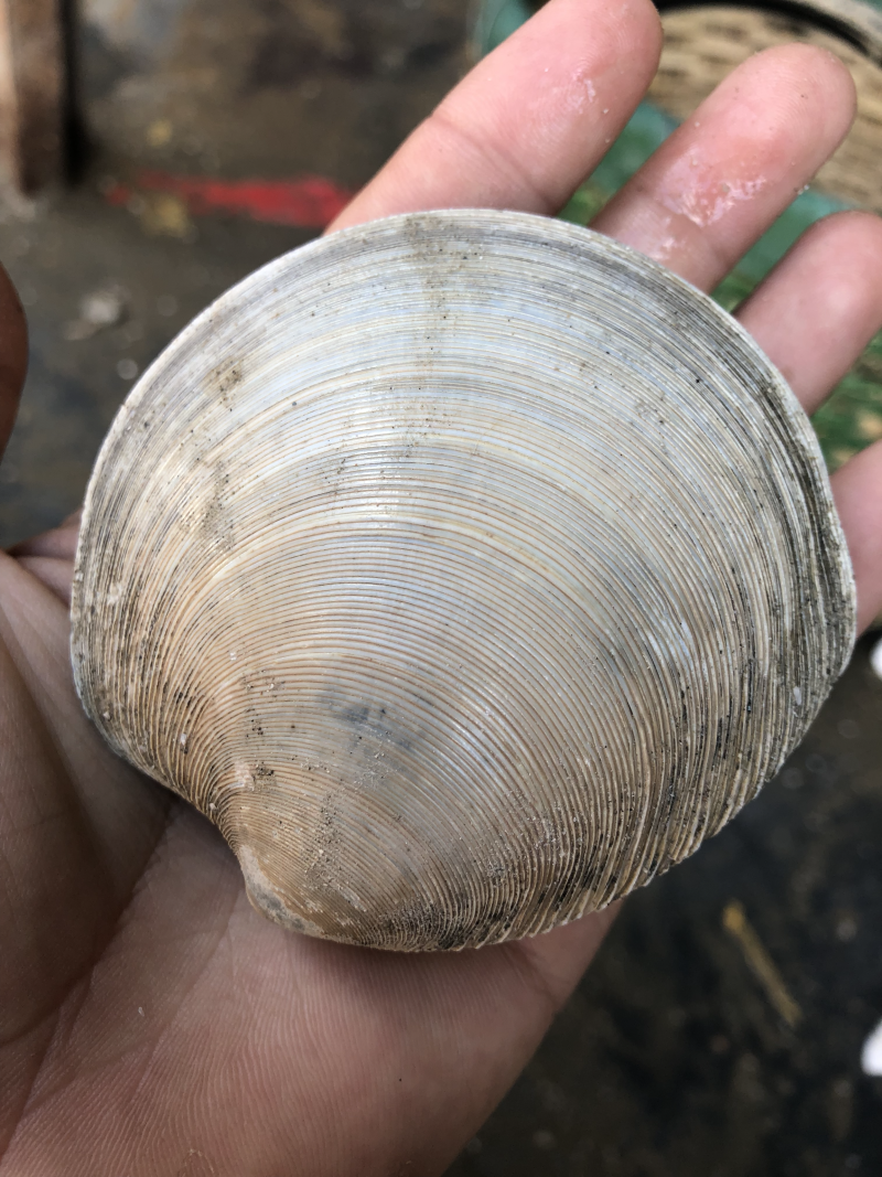 各种海鲜批发，全国可供应