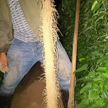 棒山药3~4厘米一级手捡50~70厘米