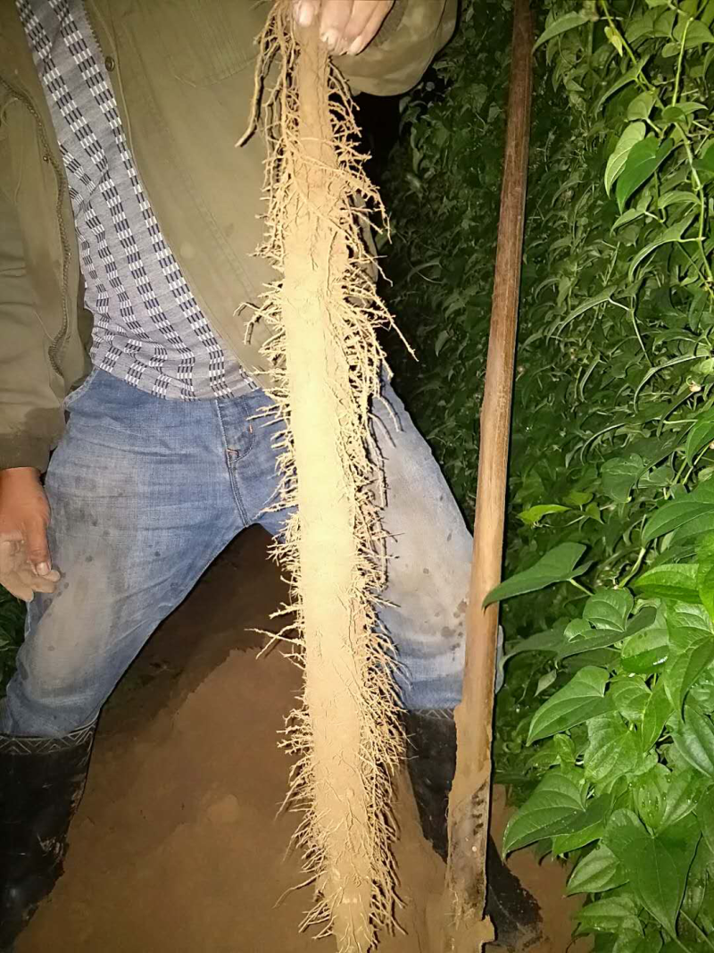 棒山药3~4厘米一级手捡50~70厘米