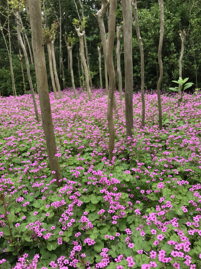 金娃娃萱草*量大产地直供