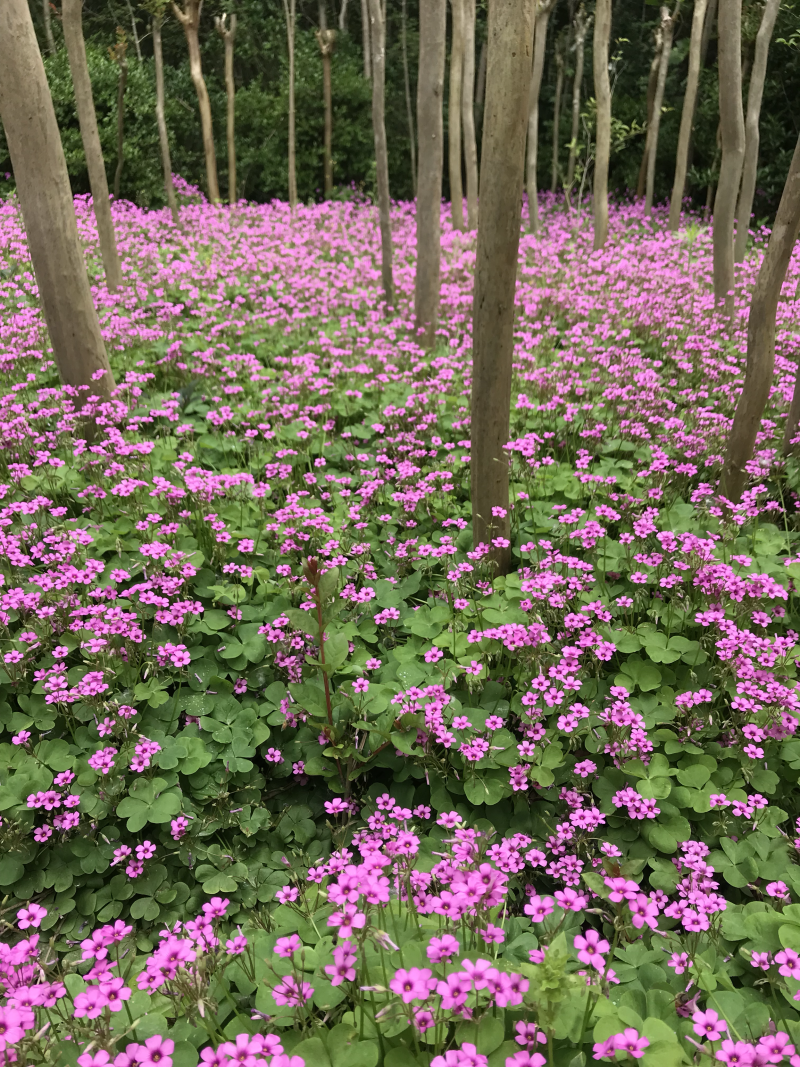 金娃娃萱草*量大产地直供