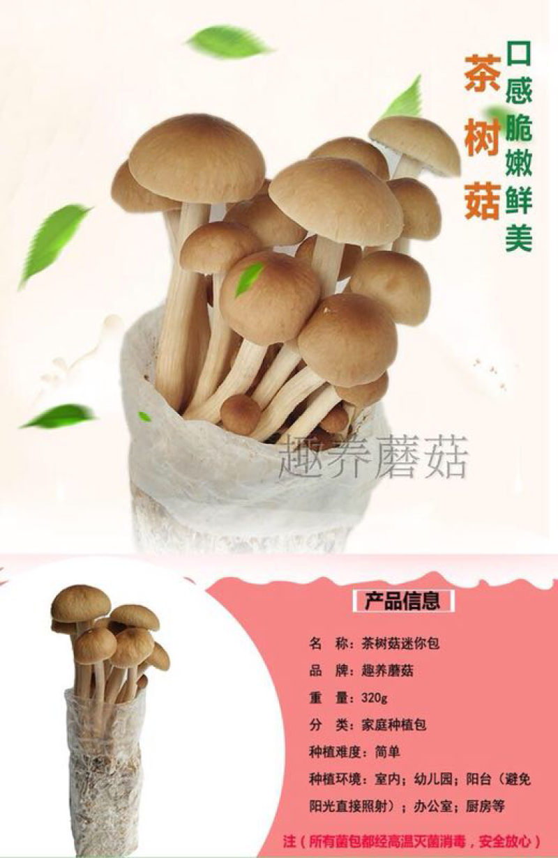 6桶装茶树菇自家种植