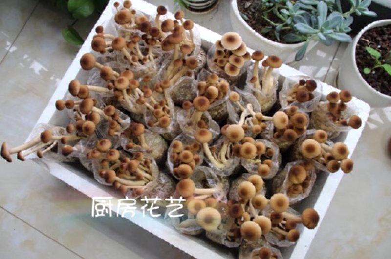 6桶装茶树菇自家种植