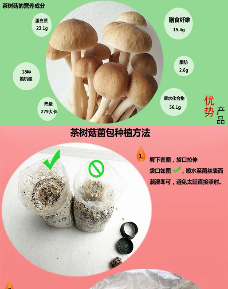 6桶装茶树菇自家种植