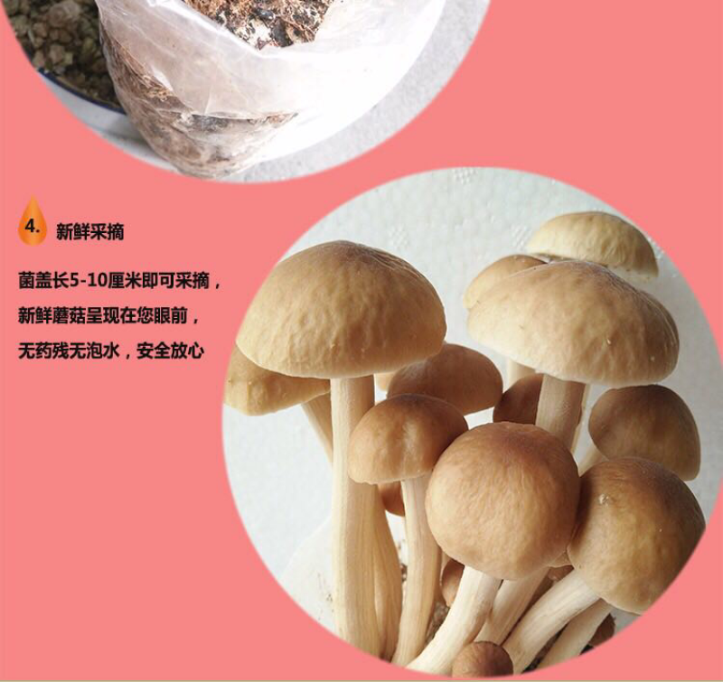 6桶装茶树菇自家种植